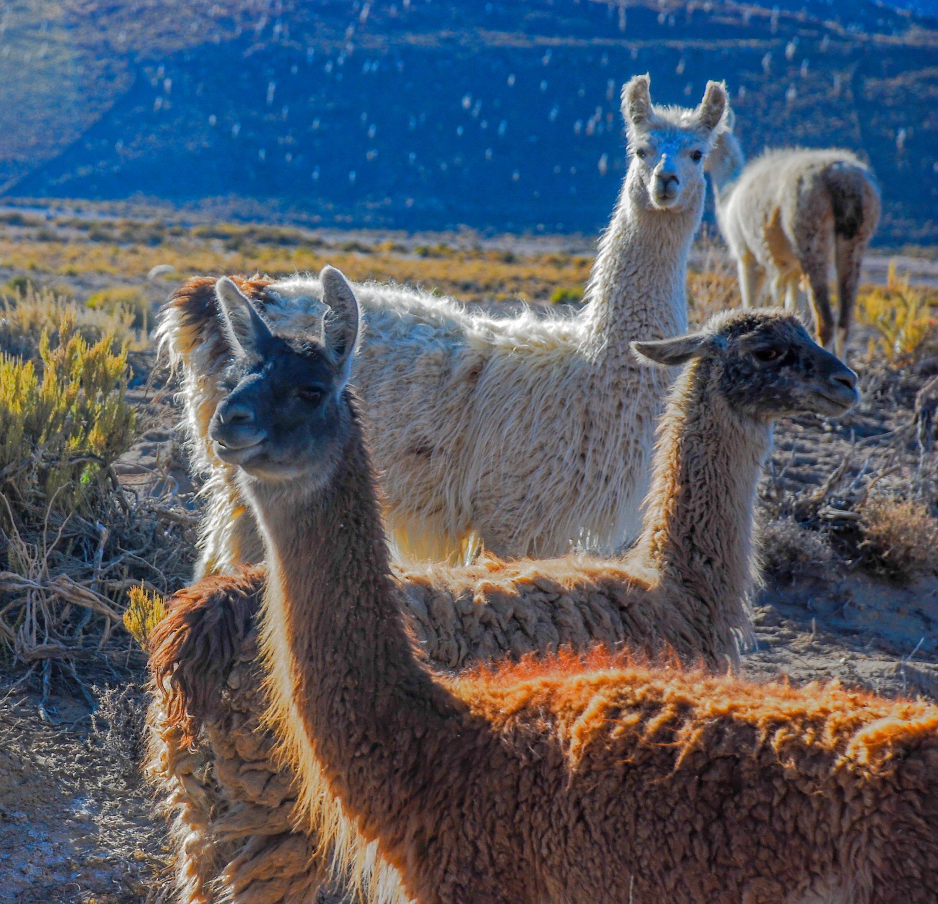 Torres del Paine wildlife