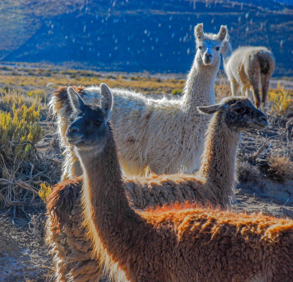 Fauna de Torres del Paine